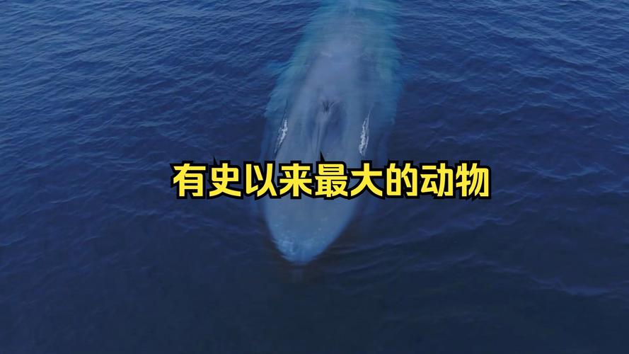 世界上最大的动物是蓝鲸？世界上最大的动物是蓝鲸还是非洲象？  第2张