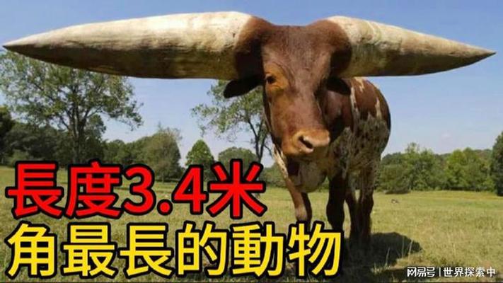世界上最大的动物是蓝鲸？世界上最大的动物是蓝鲸还是非洲象？  第4张