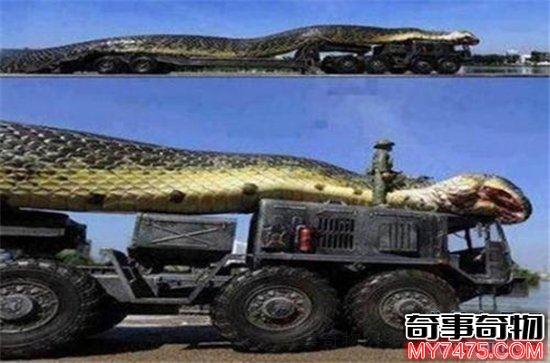 中国近来发现最大的蛇？中国近来发现最大的蛇种？  第4张