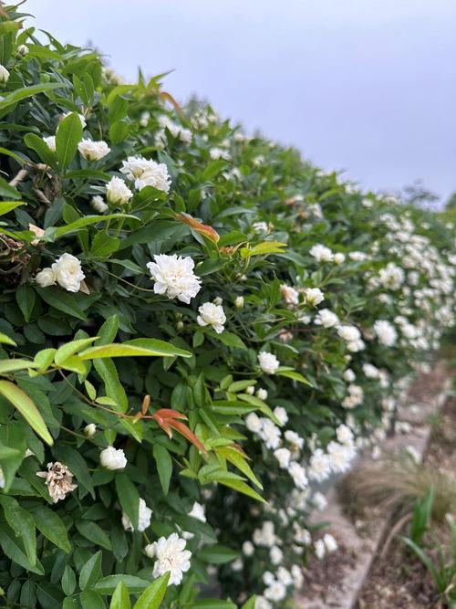 玉龙雪山真龙现身，玉龙雪山真龙现身 恐怖事件？  第2张