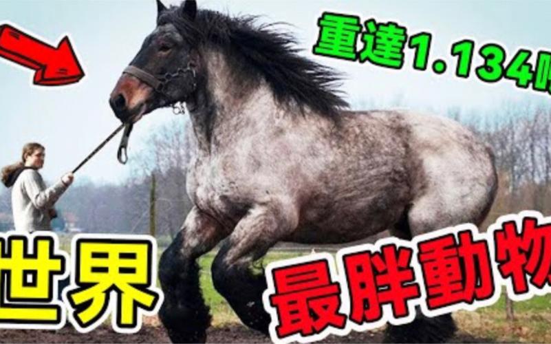 世界上最大的睾丸重达120斤，史上最大的睾丸的人  第3张