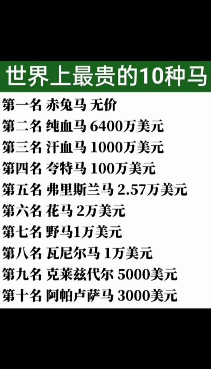 纯血马是什么意思，纯血马图片大全？  第5张
