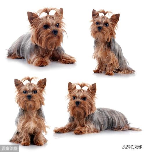 最贵的狗前十名犬，最贵的犬种排名费用表？  第2张