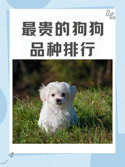 最贵的狗前十名犬，最贵的犬种排名费用表？  第3张