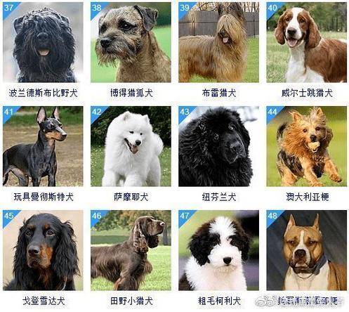 最贵的狗前十名犬，最贵的犬种排名费用表？  第4张