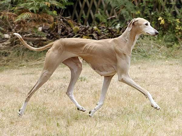 最贵的狗前十名犬，最贵的犬种排名费用表？  第6张