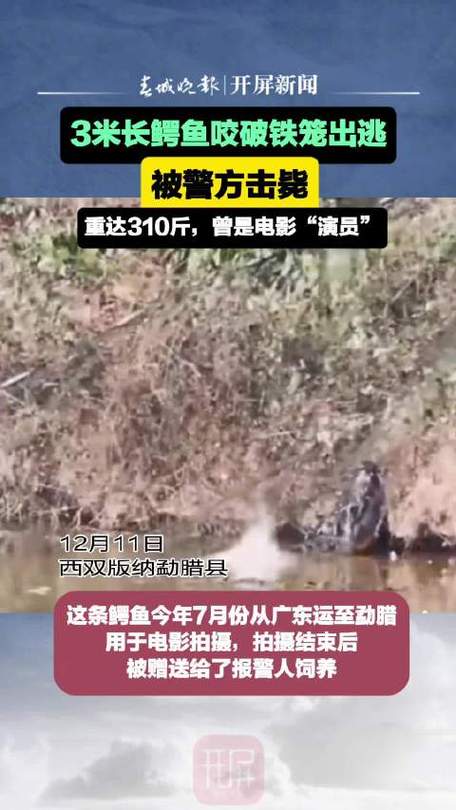 哈尔滨鱼塘蟒蛇事件，哈尔滨 鱼  第6张
