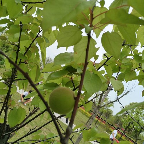 新蔡天气预报和气压？河南新蔡天气气象？  第6张