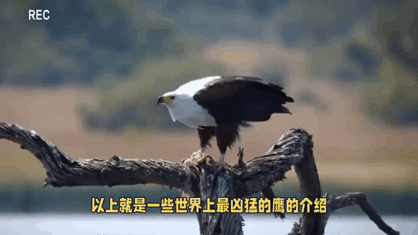 食猴鹰图片，食猴鹰图片真实  第2张