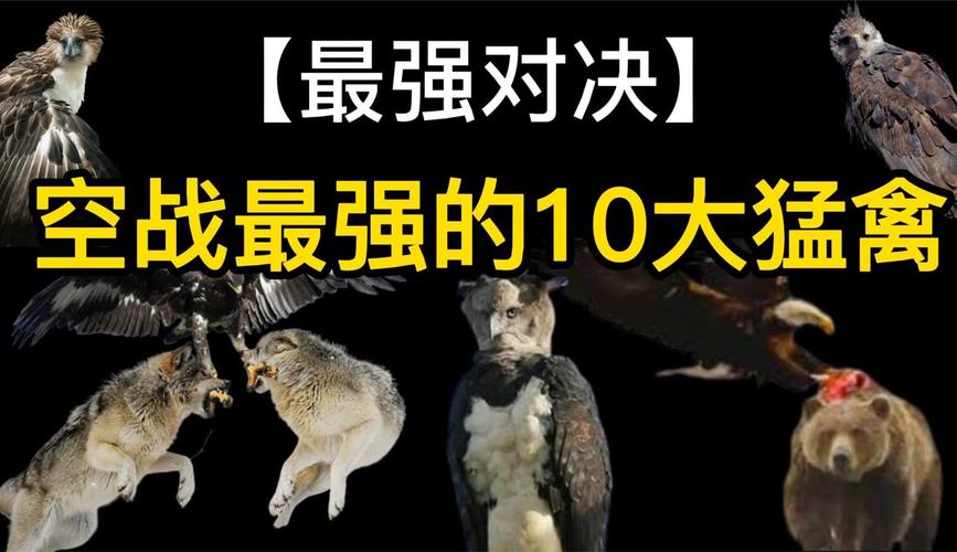 食猴鹰和角雕谁厉害，食猴鹰长什么样子？  第2张