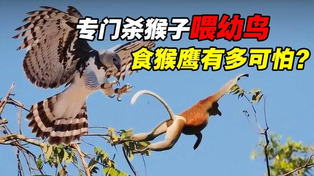 食猴鹰和角雕谁厉害，食猴鹰长什么样子？  第5张
