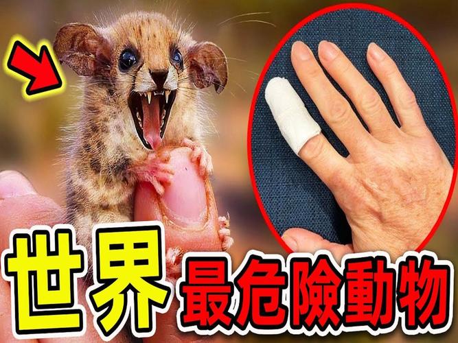 世界上最大的蚊子咬一口吸多少血，世界上最大的蚊子吃人图片 新闻  第4张