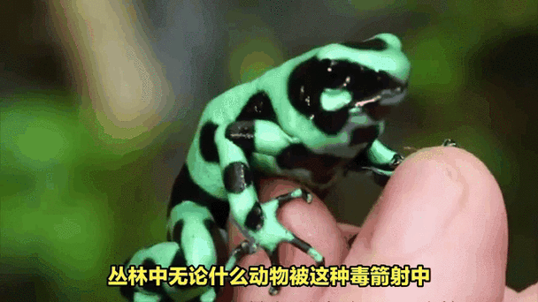 黄金箭毒蛙的毒性？黄金箭毒蛙毒性排第几？  第1张