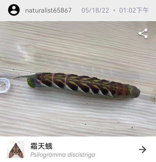 黄金箭毒蛙的毒性？黄金箭毒蛙毒性排第几？  第5张