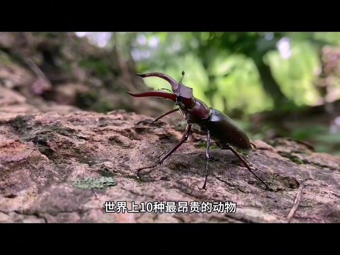 纯血马拍卖，纯血马拍卖价  第1张