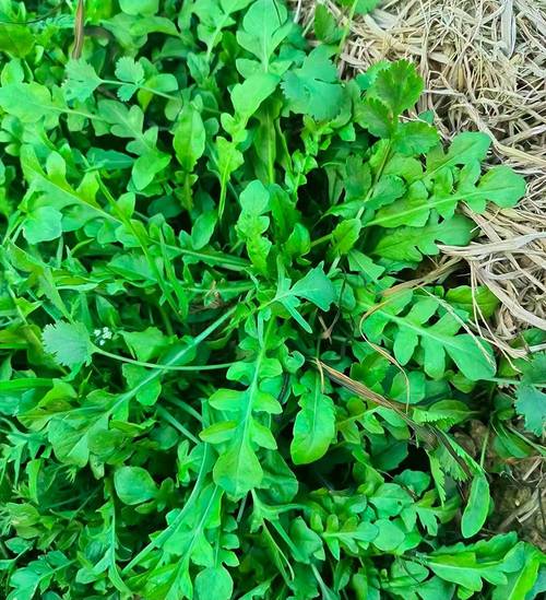 四川春天野菜美食推荐，四川野菜名字大全？  第1张