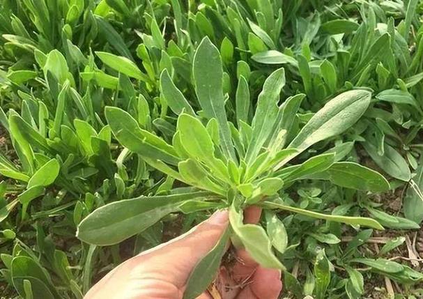 四川春天野菜美食推荐，四川野菜名字大全？  第5张