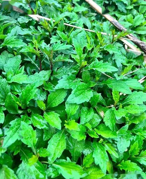 四川春天野菜美食推荐，四川野菜名字大全？  第6张