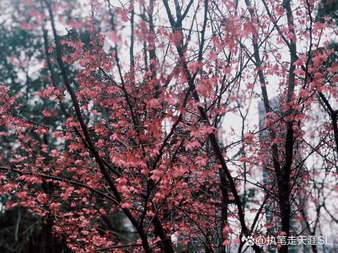 湖南长沙雨花区天气，长沙市雨花区天气预报7天  第1张