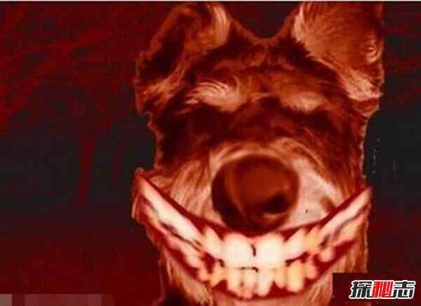 微笑狗故事？微笑狗故事简介？  第2张