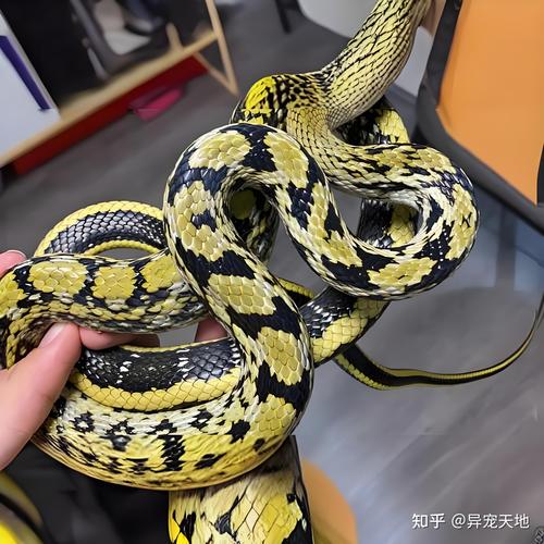 黄金巨蛇事件？黄金巨蟒咬人的图片？  第6张