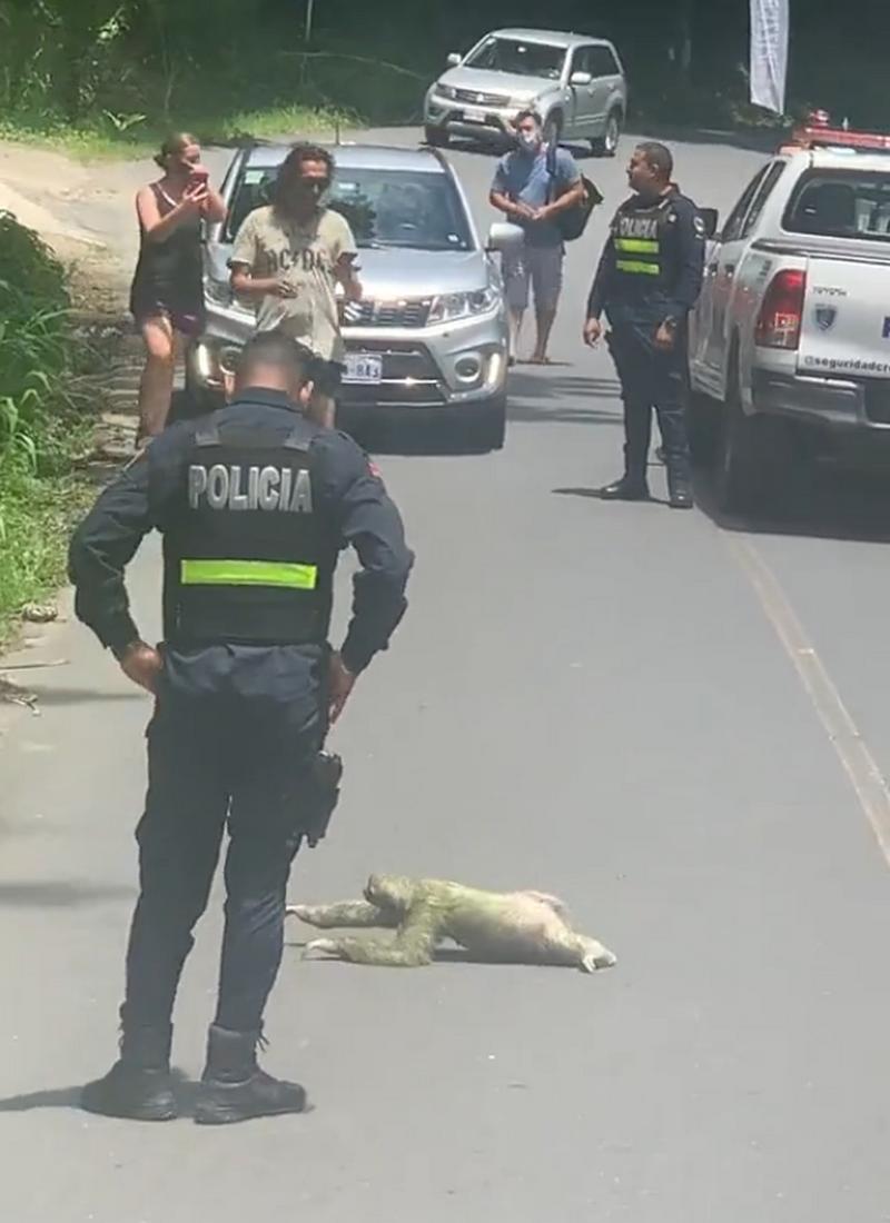 树懒在水里会拉人下水吗，树懒下水会怎么样？  第4张