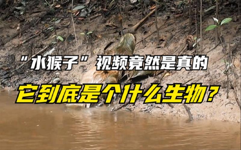 树懒在水里会拉人下水吗，树懒下水会怎么样？  第6张