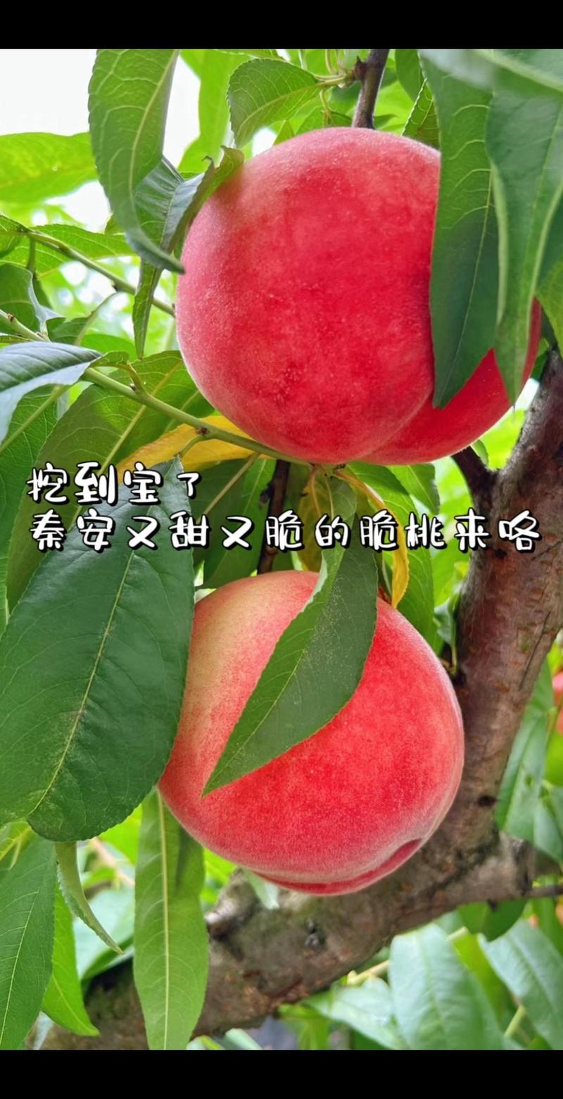 介绍秦安的特产美食，秦安特色美食在哪里  第2张