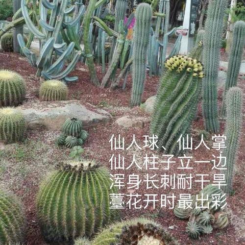 象人族原始部落，象人族首领  第6张