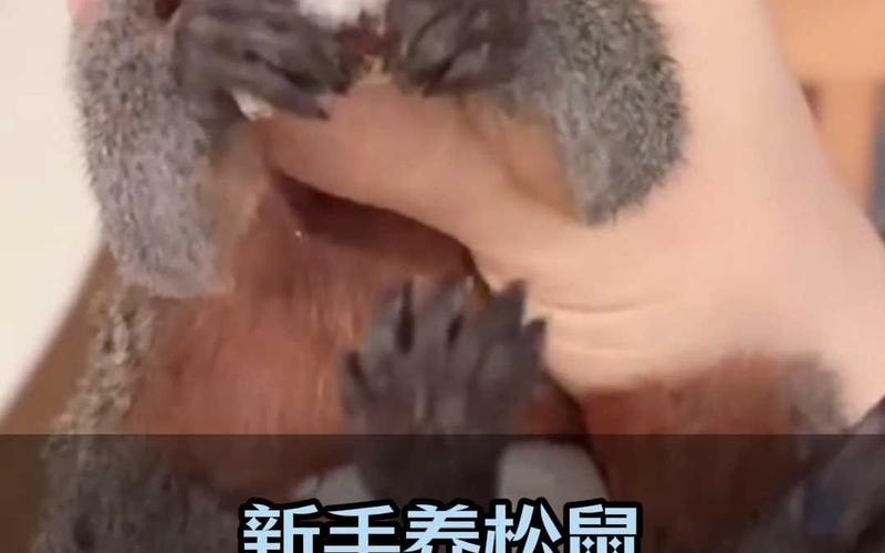 关于松鼠多少钱一只的信息  第3张