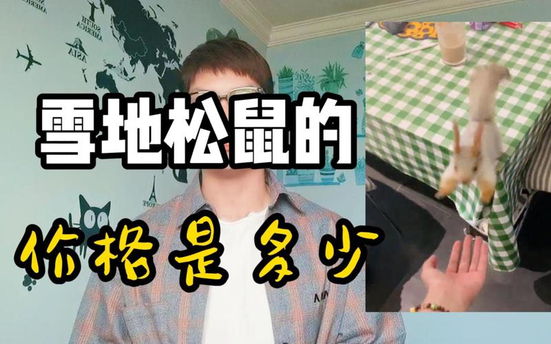 关于松鼠多少钱一只的信息  第4张