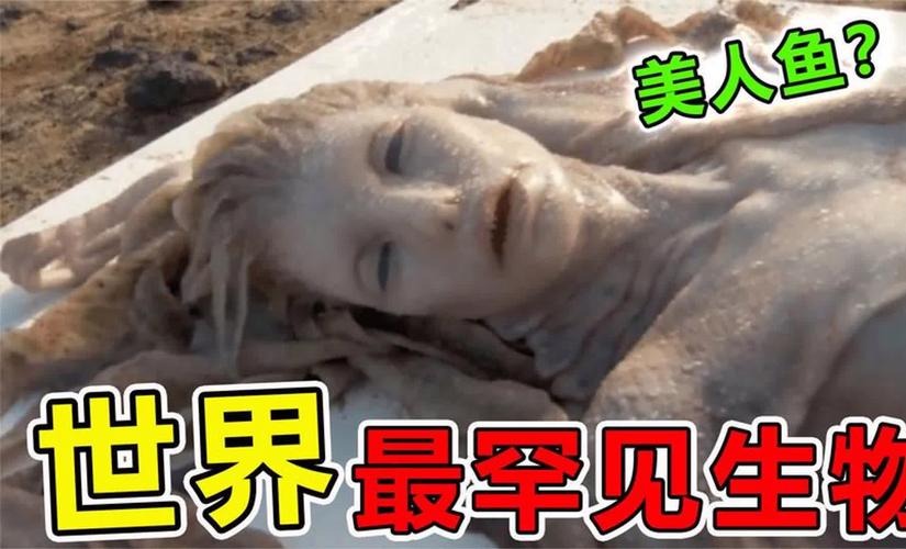 美人鱼的心脏图片，美人鱼拍卖？  第1张