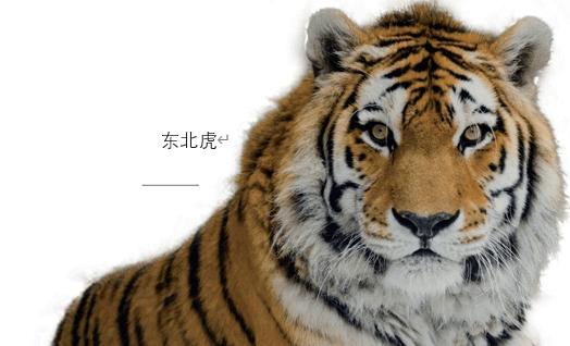 巴厘虎有多小？巴厘虎体型？  第1张