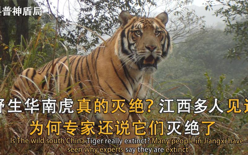 巴厘虎有多小？巴厘虎体型？  第5张