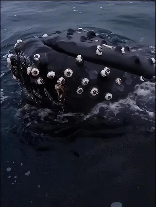 世界前十神秘生物图片？世界上的前十神秘生物是什么？  第4张