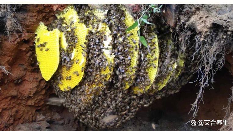 地方美食特产蜂蜜面包，地方美食特产蜂蜜面包叫什么？  第1张