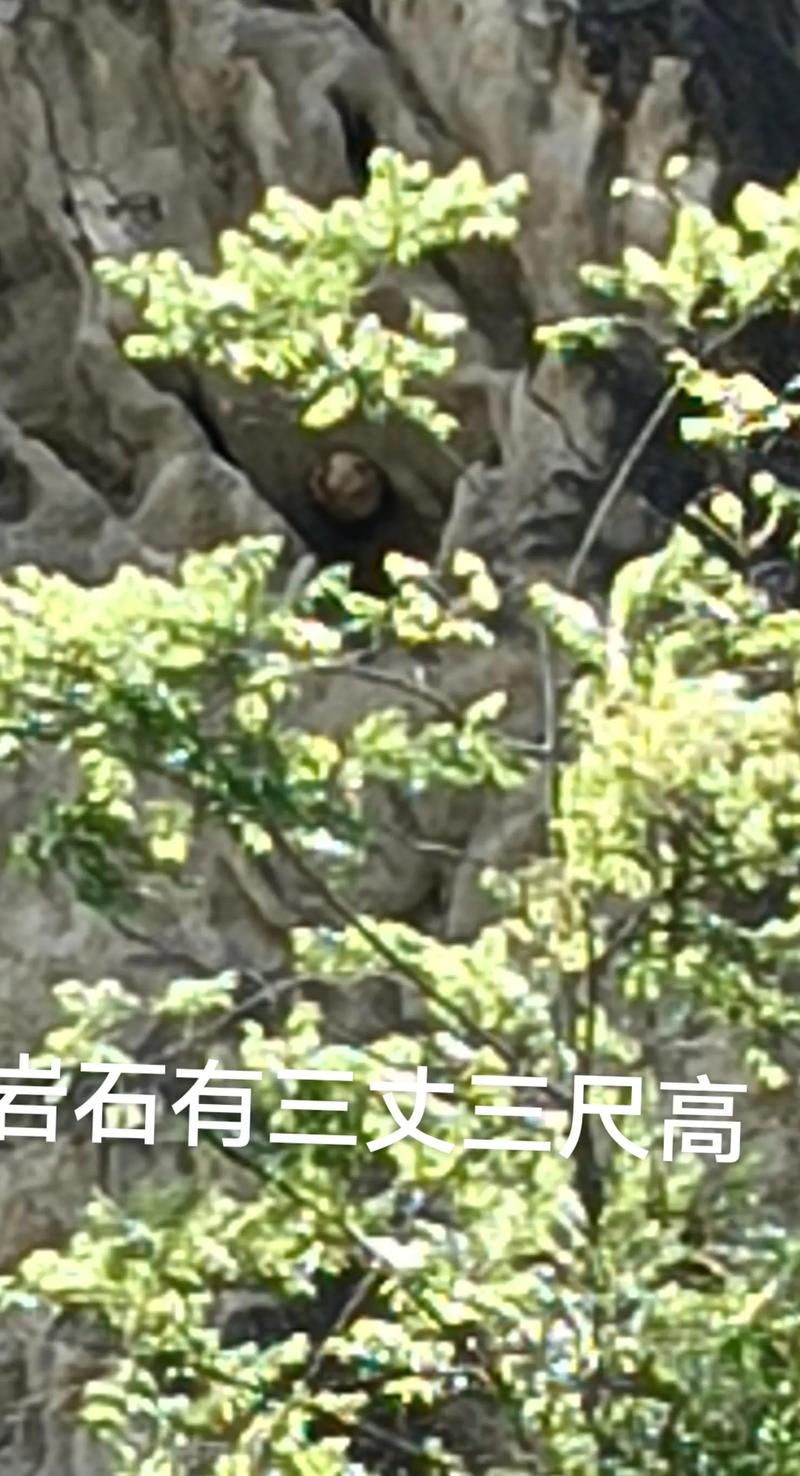 杳来安近几天气如何？来安的天气情况？  第3张