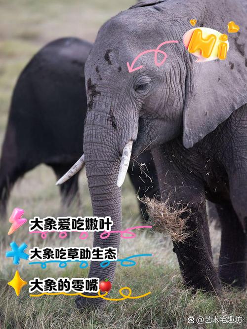 非洲象人族是吃什么的，非洲象人族吃什么野生植物?  第6张