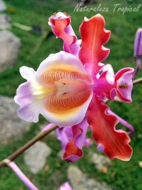世界最稀有漂亮的花？世界最稀有的前十花朵？  第1张