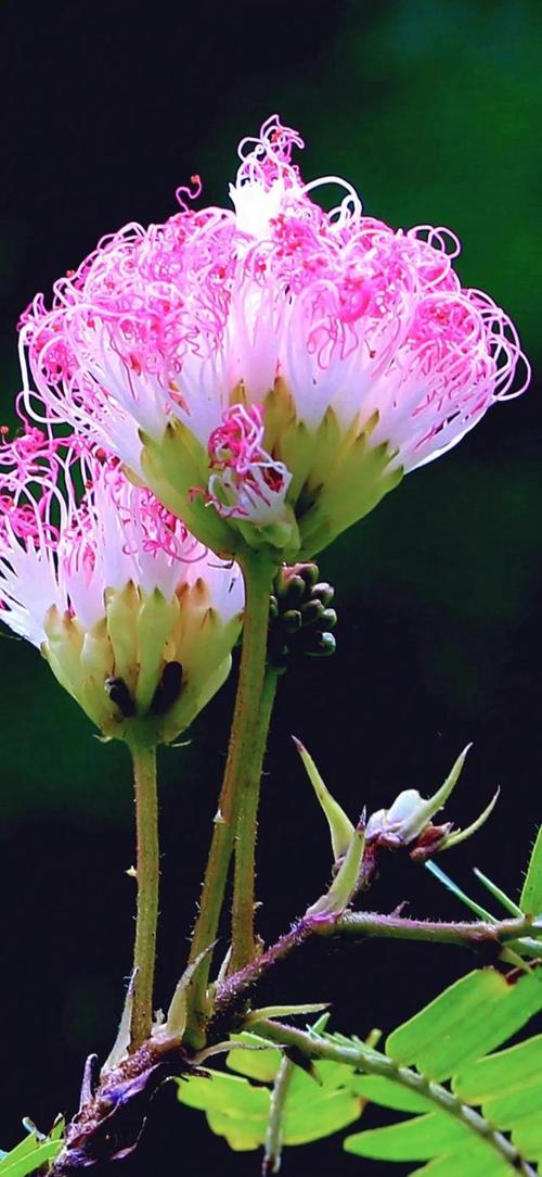 世界最稀有漂亮的花？世界最稀有的前十花朵？  第3张