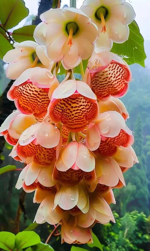世界最稀有漂亮的花？世界最稀有的前十花朵？  第4张