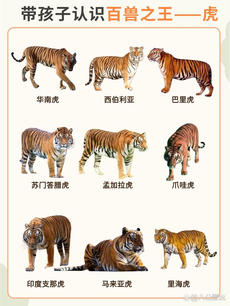 巴厘虎灭绝了没有，巴厘虎已经灭绝了吗？  第3张