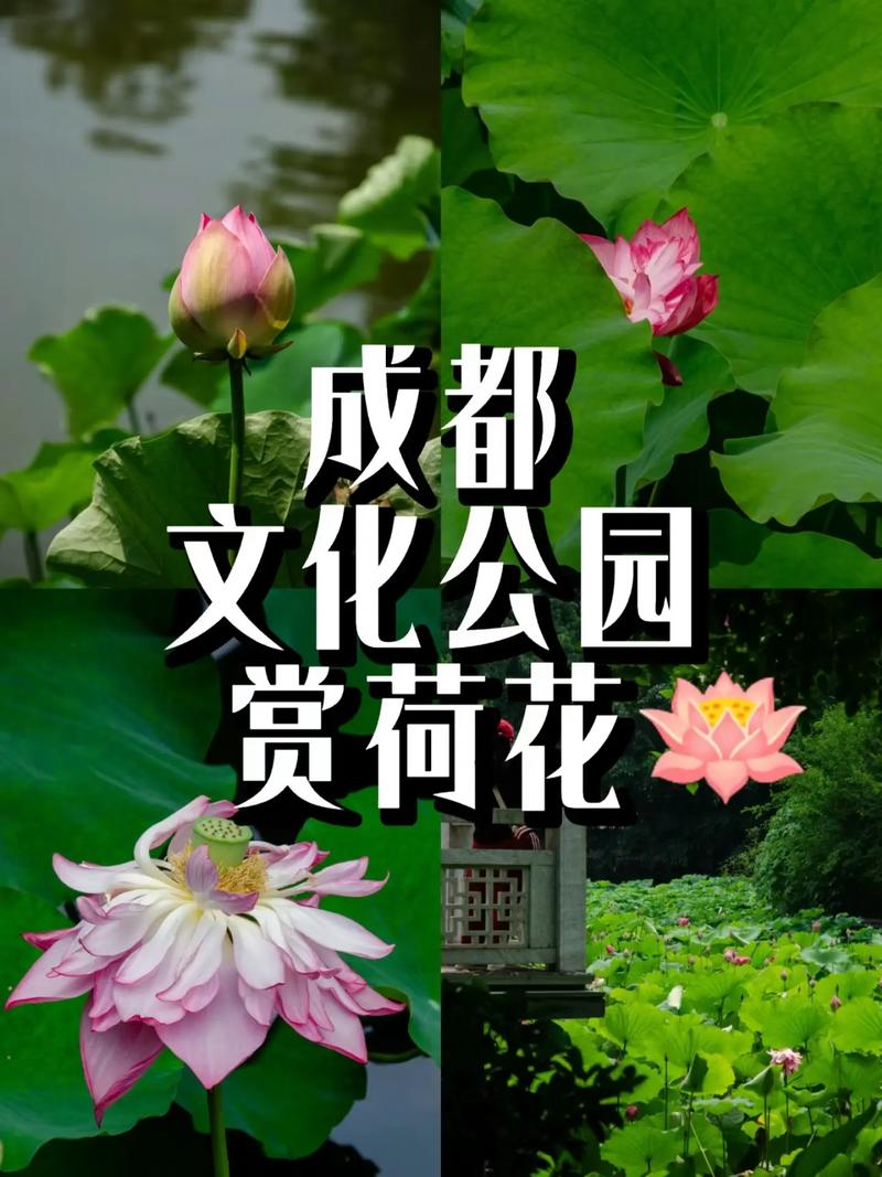 成都青羊区特色美食，成都青羊区有哪些好吃的地方？  第4张
