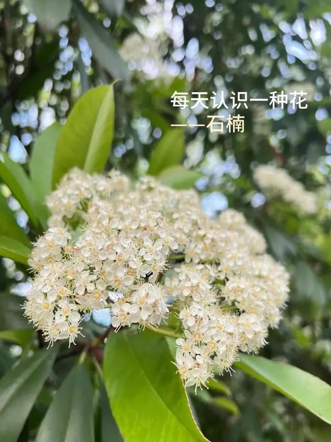 为什么种石楠花？为啥种石楠？  第1张