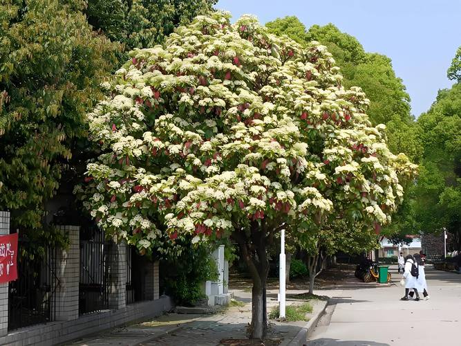 为什么种石楠花？为啥种石楠？  第2张