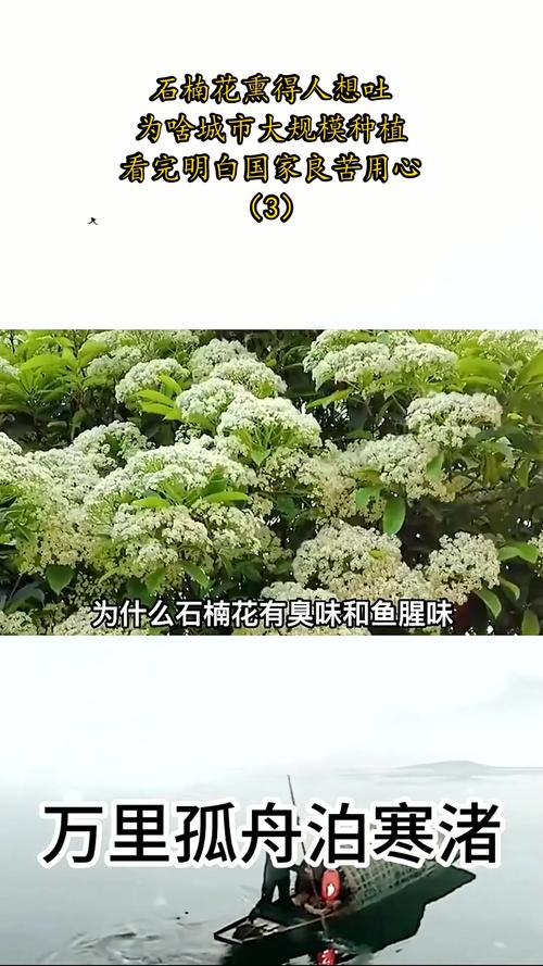为什么种石楠花？为啥种石楠？  第3张