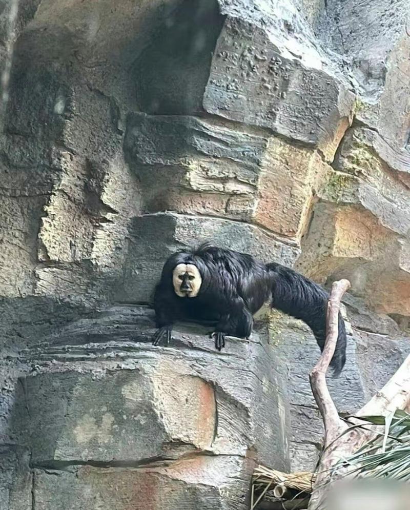 世界上有水猴子图片？世界上有水猴子吗图片？  第5张