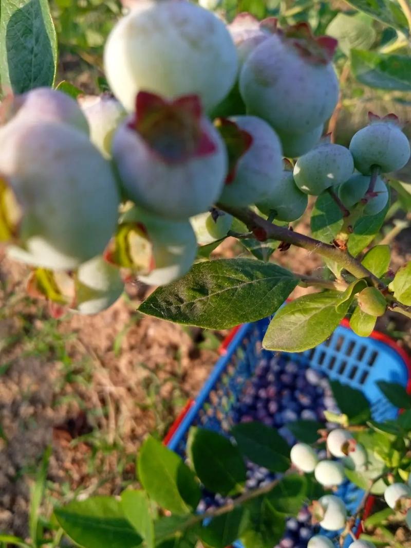 舒城美食特产介绍，舒城有哪些特色美食？  第3张