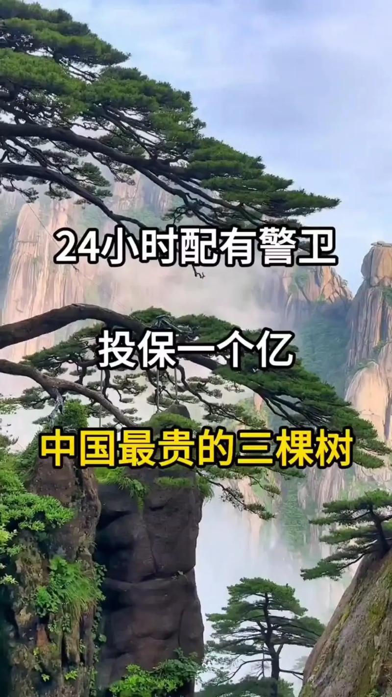 世界上比较高的树1000米图片？世界上比较高的树是多少？  第1张
