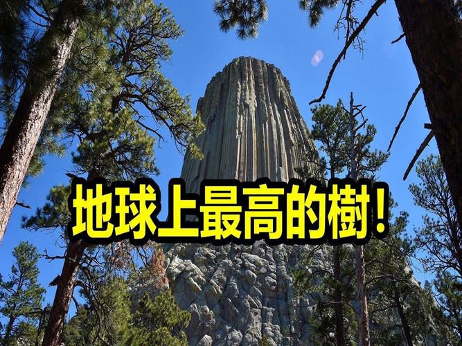 世界上比较高的树1000米图片？世界上比较高的树是多少？  第2张